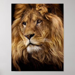 Póster Retrato de león