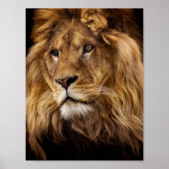 Póster Retrato de león (Frente)