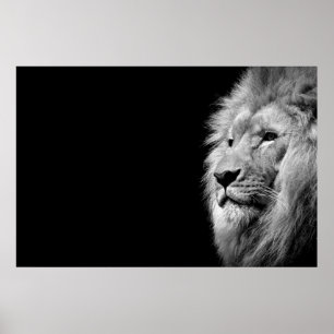 Póster Retrato de León Blanco Negro - Fotografía animal