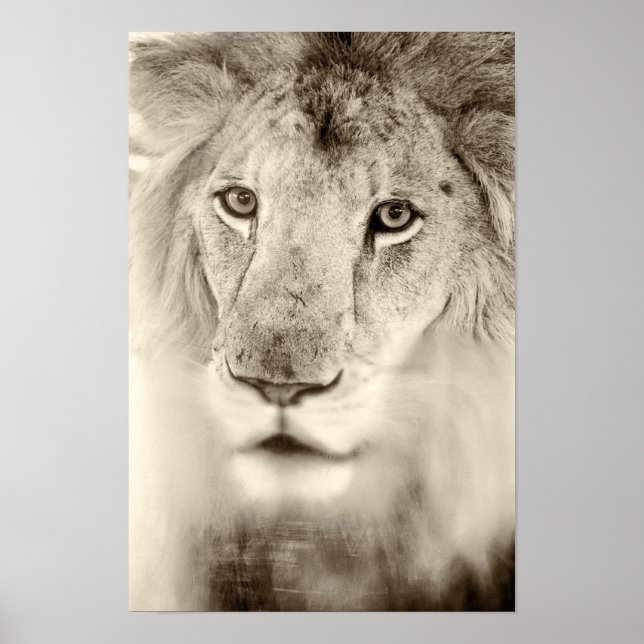 Póster Retrato de león blanco y negro (Frente)