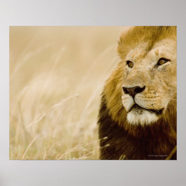 Póster Retrato de león macho (Panthera leo), Masai Mara, (Frente)