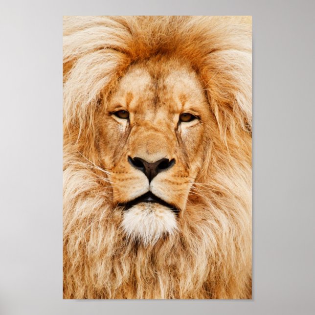 Póster Retrato de León Orgulloso (Frente)