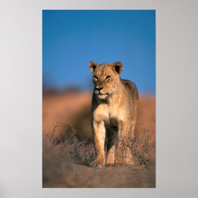 Póster Retrato De Leona (Panthera Leo) (Frente)