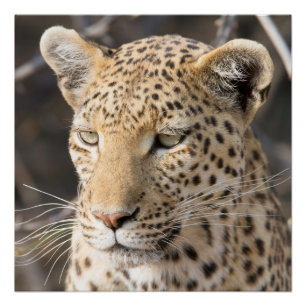 Póster Retrato de leopardo