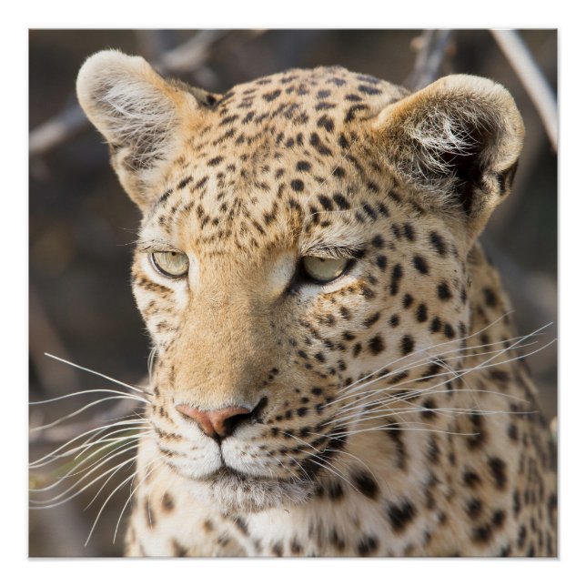 Póster Retrato de leopardo (Anverso)
