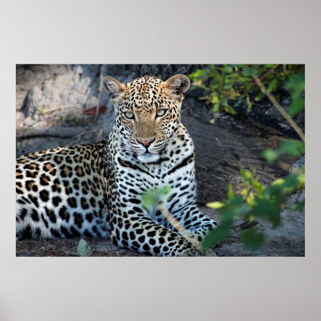 Póster retrato de leopardo sentado en primer plano (Frente)