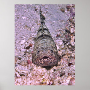 Póster Retrato de Lizardfish