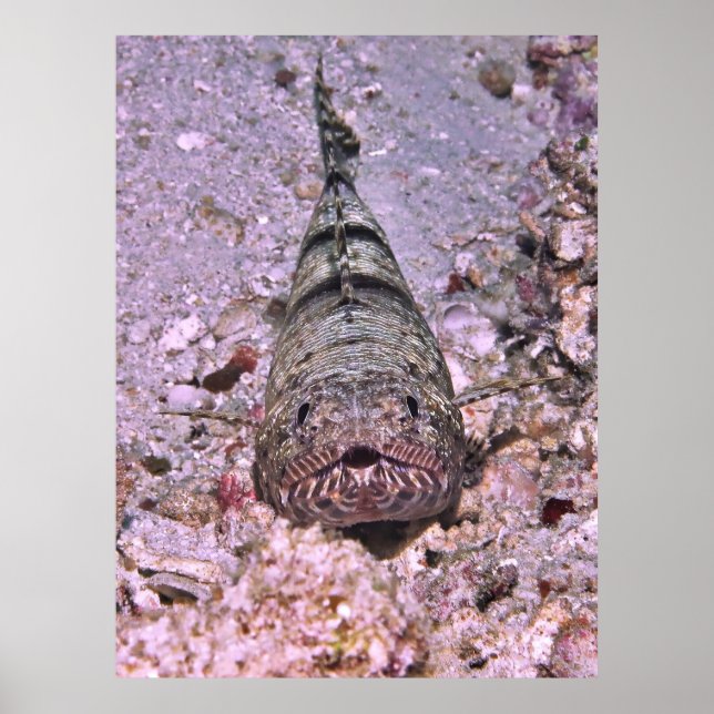 Póster Retrato de Lizardfish (Frente)