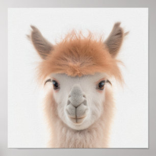 Póster Retrato de Llama al Bebé Cute (Alpaca) 1:1