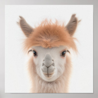 Póster Retrato de llama bebé lindo (Alpaca) |  1:1