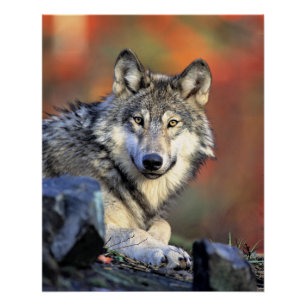 Póster Retrato de Lobo