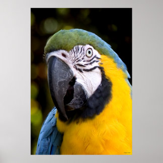 Póster Retrato de loro amazónico
