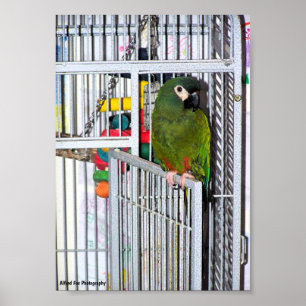 Póster Retrato de loro verde
