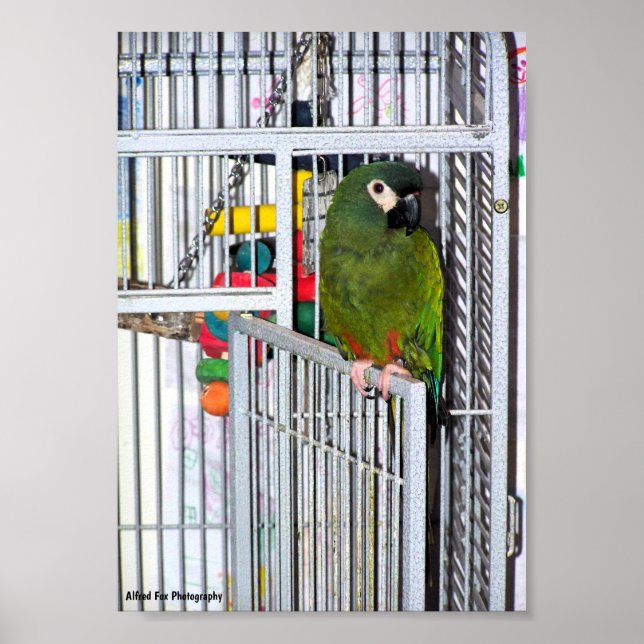 Póster Retrato de loro verde (Frente)