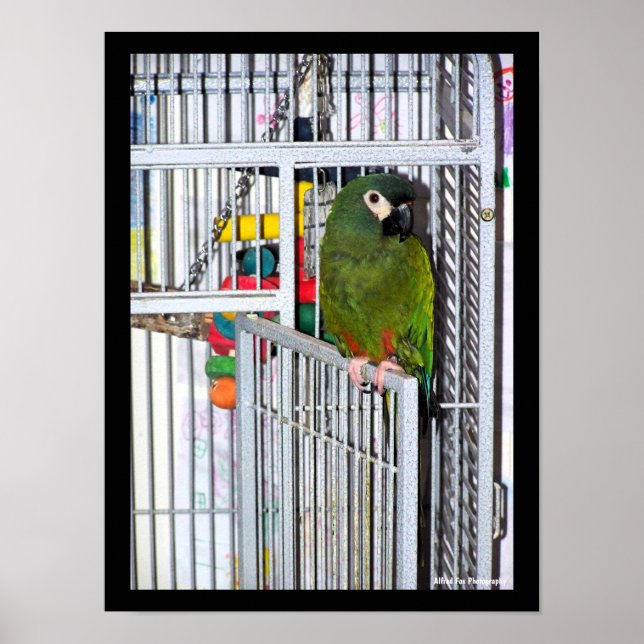 Póster Retrato de loro verde (Frente)