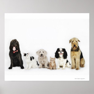 Póster Retrato de los gatos y de los perros que se