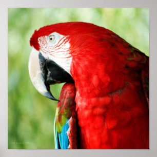 Póster Retrato de Macaw