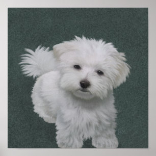 Póster Retrato de mascota de perrito blanco
