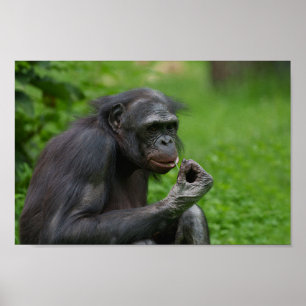 Póster Retrato de mono bonobo