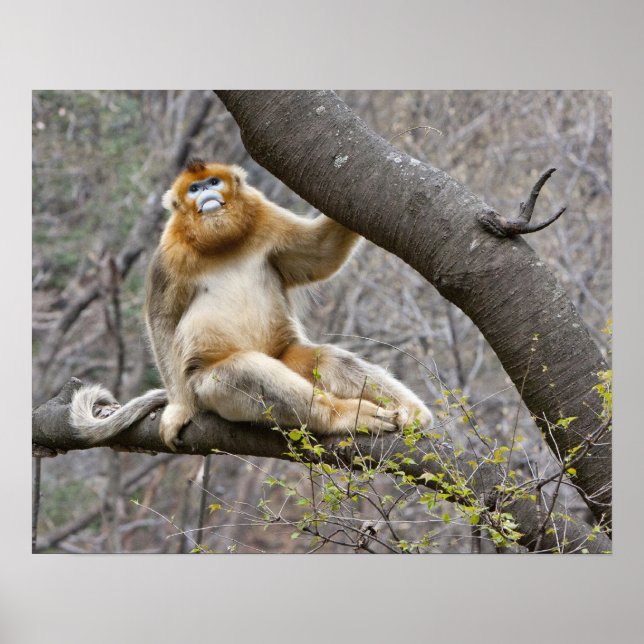 Póster Retrato de mono dorado macho en el árbol (Frente)
