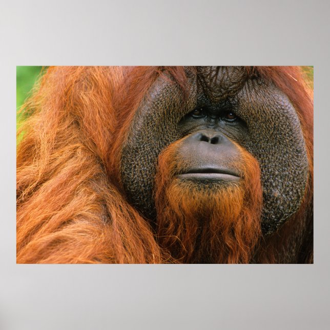 Póster Retrato de Orangután macho, Georgia, EE. UU. (Frente)