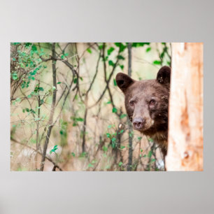 Póster Retrato de oso negro juvenil, Missoula, Montana