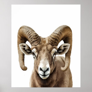 Póster Retrato de oveja de cuernos grandes Blanco y negro