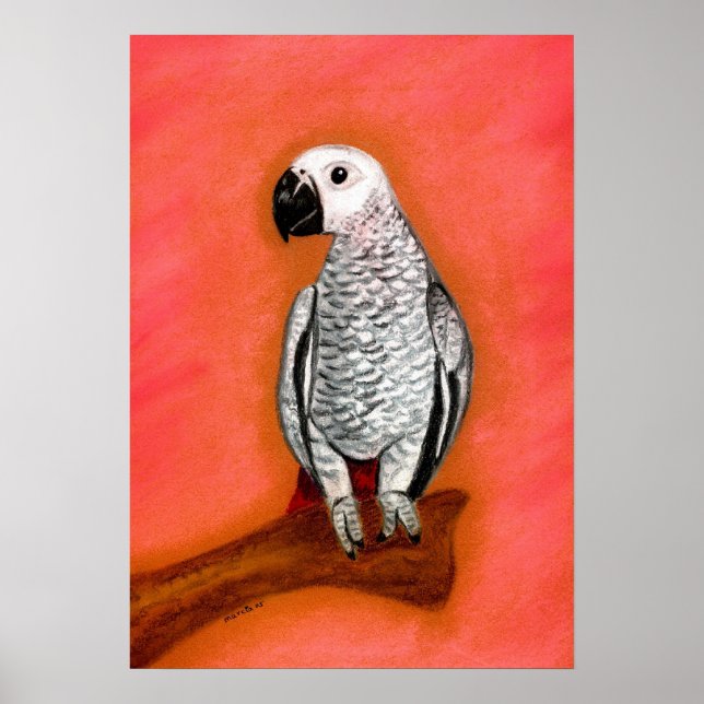 Póster Retrato de pájaro de loro gris africano (Frente)