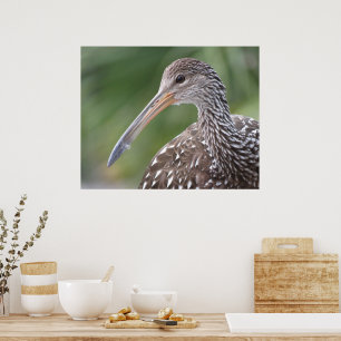 Póster Retrato de pájaro Limpkin Close-Up Florida