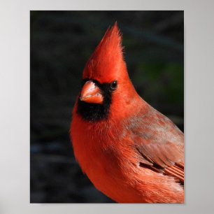 Póster Retrato de pájaro rojo Cardinal del Norte Fotograf
