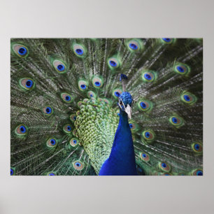 Póster Retrato De Pavo Real Con Pies Fuera