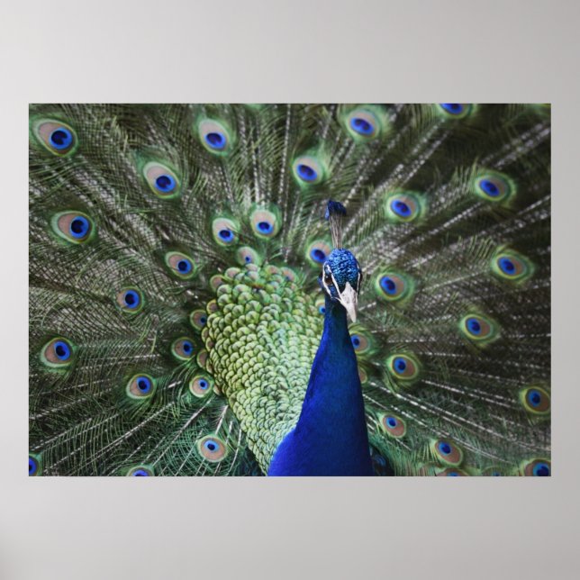 Póster Retrato De Pavo Real Con Pies Fuera (Frente)