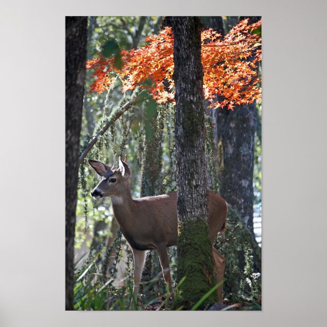 Póster "Retrato de paz" (Frente)