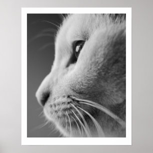 Póster Retrato de perfil de gatito lindo - blanco y negro