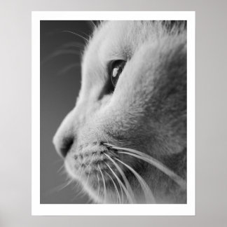 Póster Retrato de perfil de gatito lindo - blanco y negro
