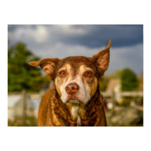 Retrato de perro atigrado con alma