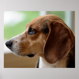 Póster Retrato de Perro Beagle