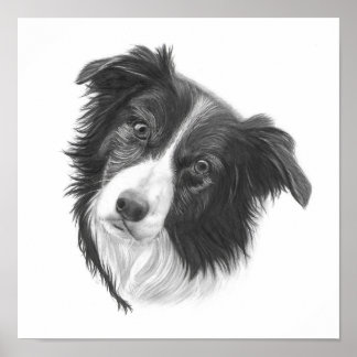 Póster Retrato de perro collie de borde dibujado a mano