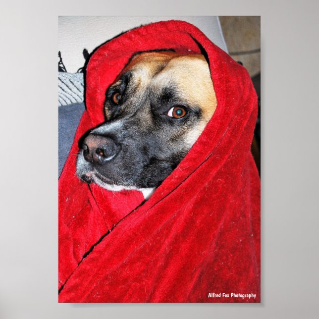Póster Retrato de perro con manta roja (Frente)