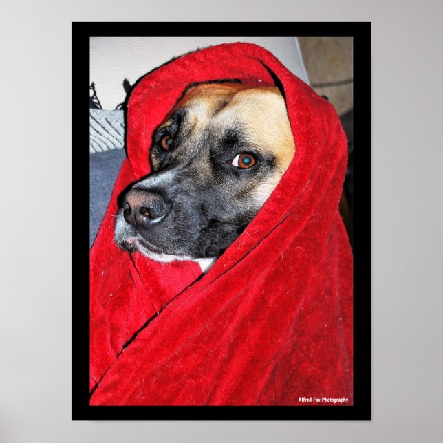 Póster Retrato de perro con manta roja (Frente)