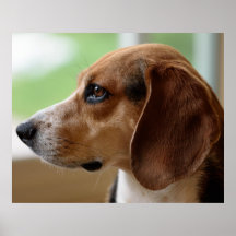 Retrato de perro de Beagle