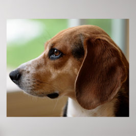 Póster Retrato de perro de Beagle