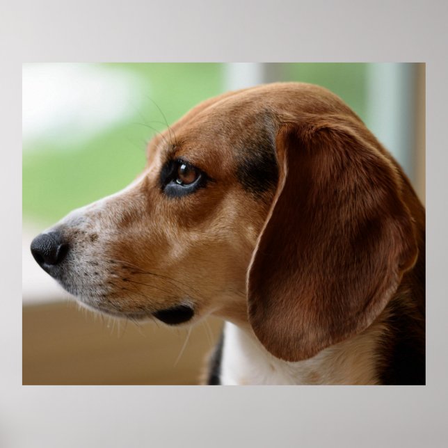 Póster Retrato de perro de Beagle (Frente)