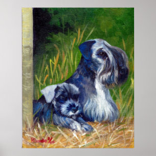 Póster Retrato de perro de Cesky Terrier