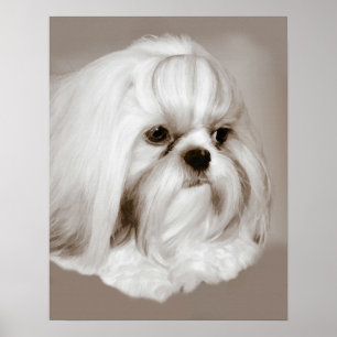 Póster Retrato de perro de Shih Tzu