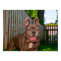 Retrato de perro feliz de raza bulldog marrón en e
