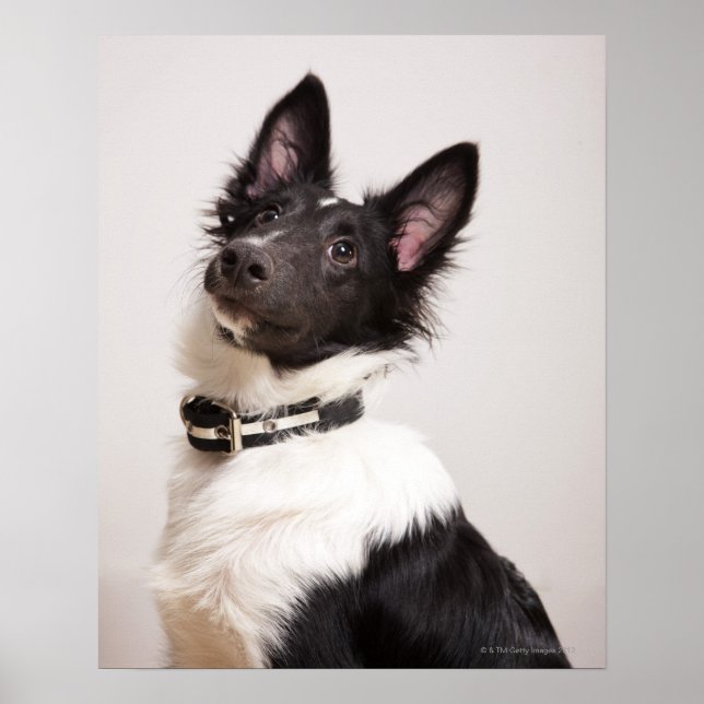 Póster Retrato de perro ovino de los shetland negros y bl (Frente)