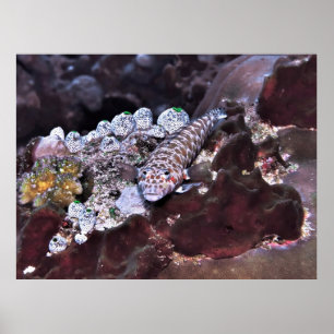 Póster Retrato de pez gordo