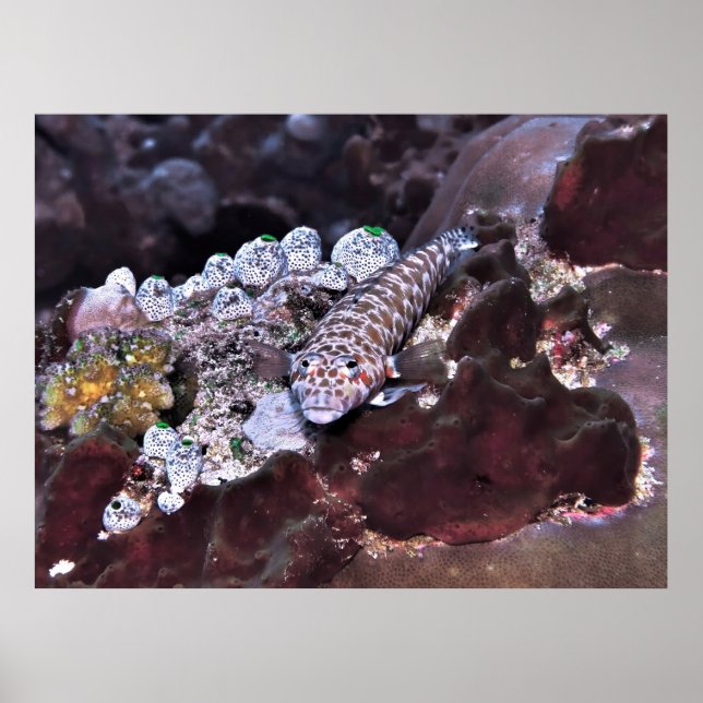 Póster Retrato de pez gordo (Frente)