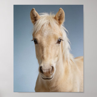 Póster Retrato de pony palomino bebé – adorable animal de